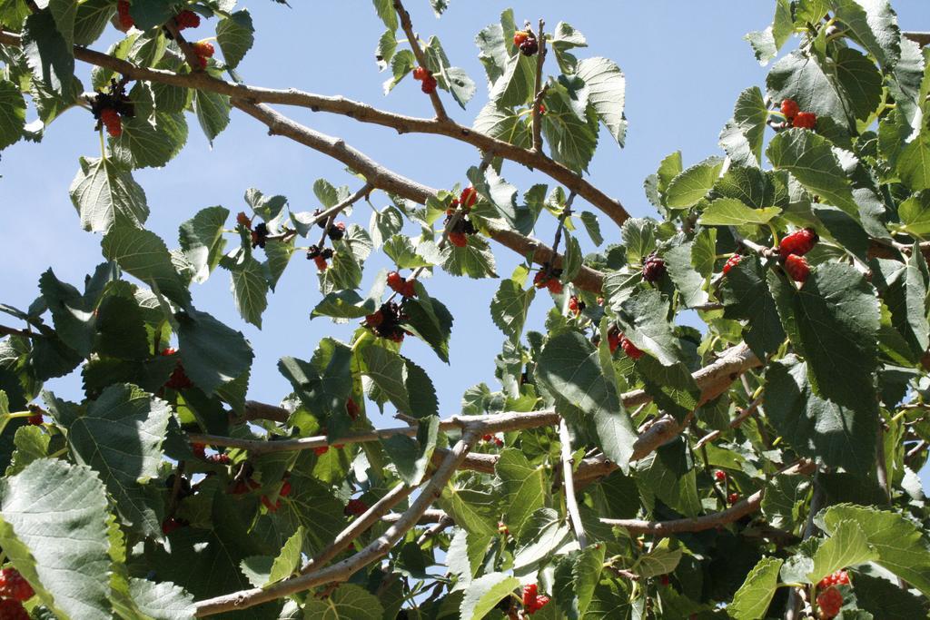 Agriturismo Finazzo Balata di Baida 外观 照片